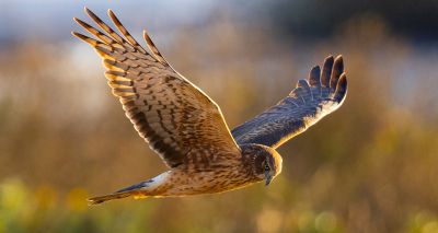 Hen harrier numbers fall by quarter in Northern Ireland